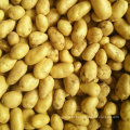 Batata fresca com boa qualidade de Jining Golden Longyuan